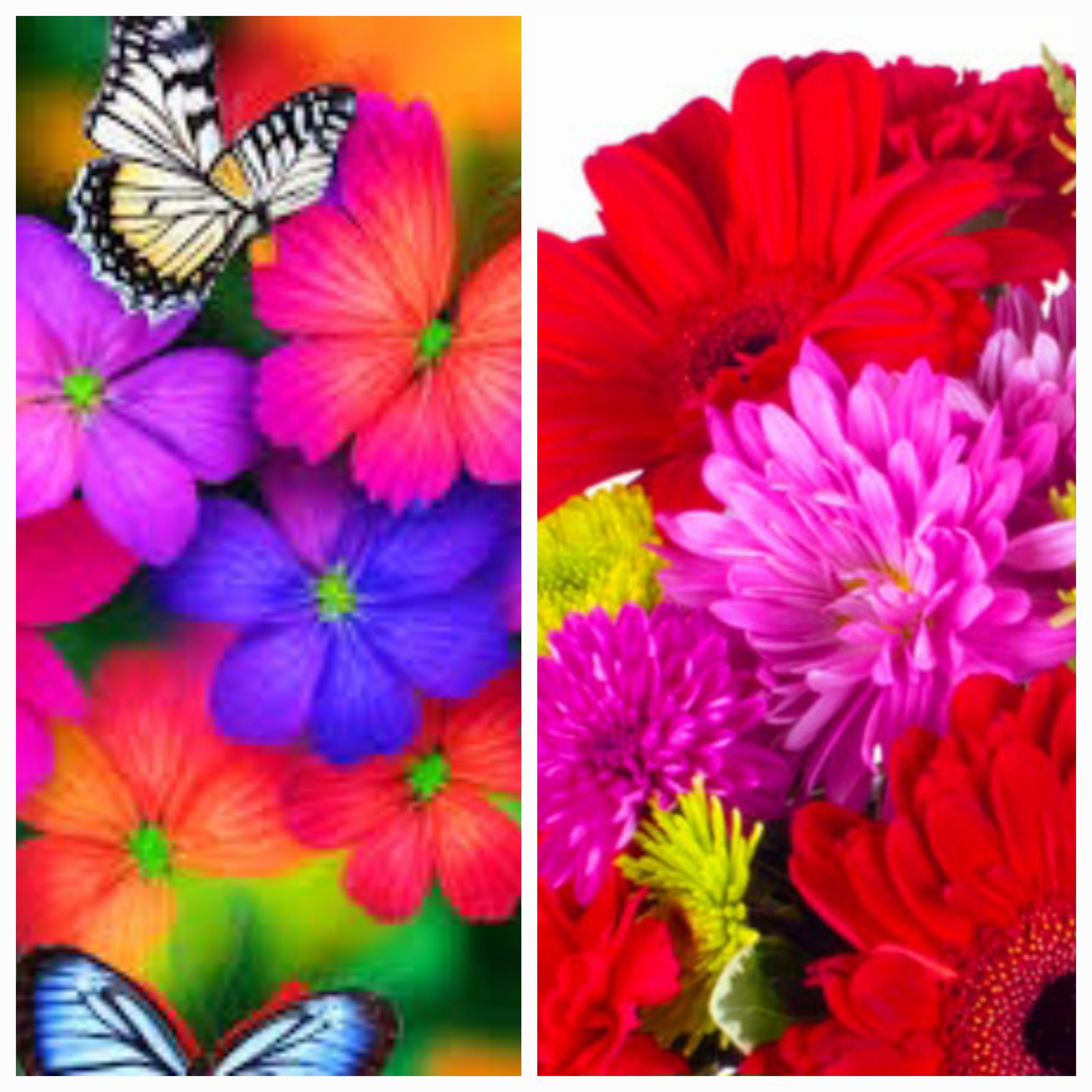 CUSTOM RAINBOW OF HAPPINESS BUTTERFLY BOUQUET - Send to Estevan, SK Today!