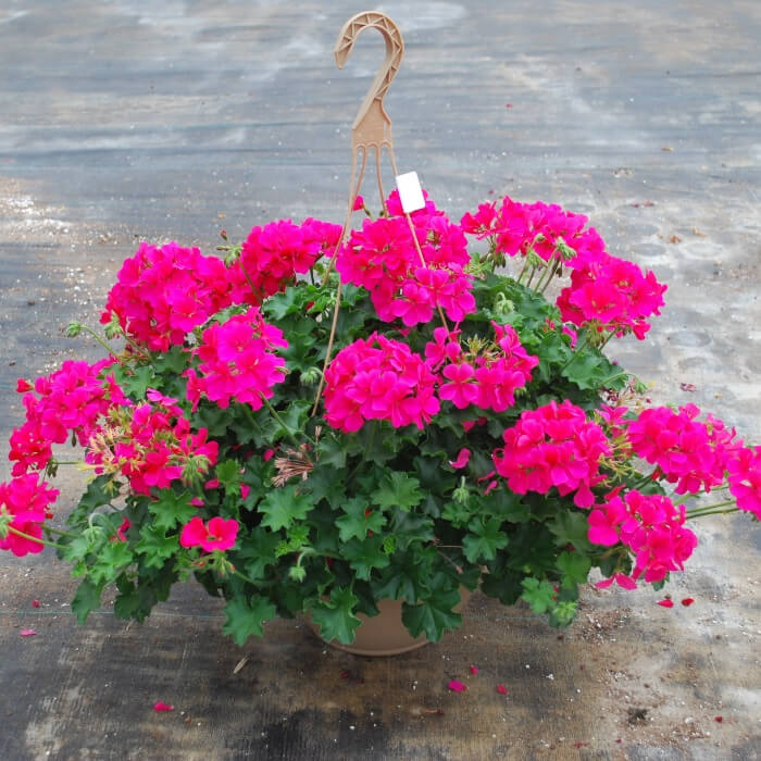outdoor hanging geranium pink