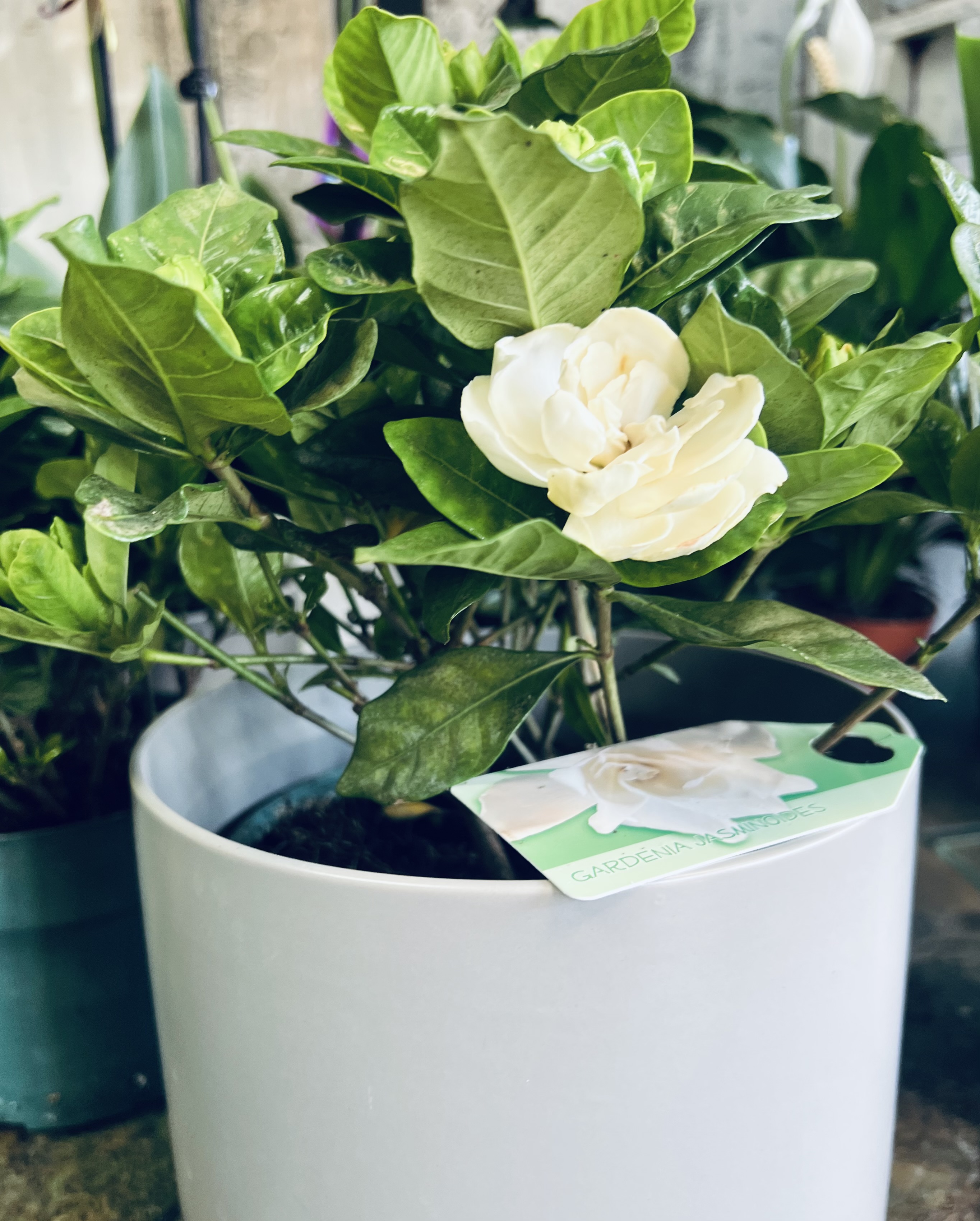 Patio Gardenia