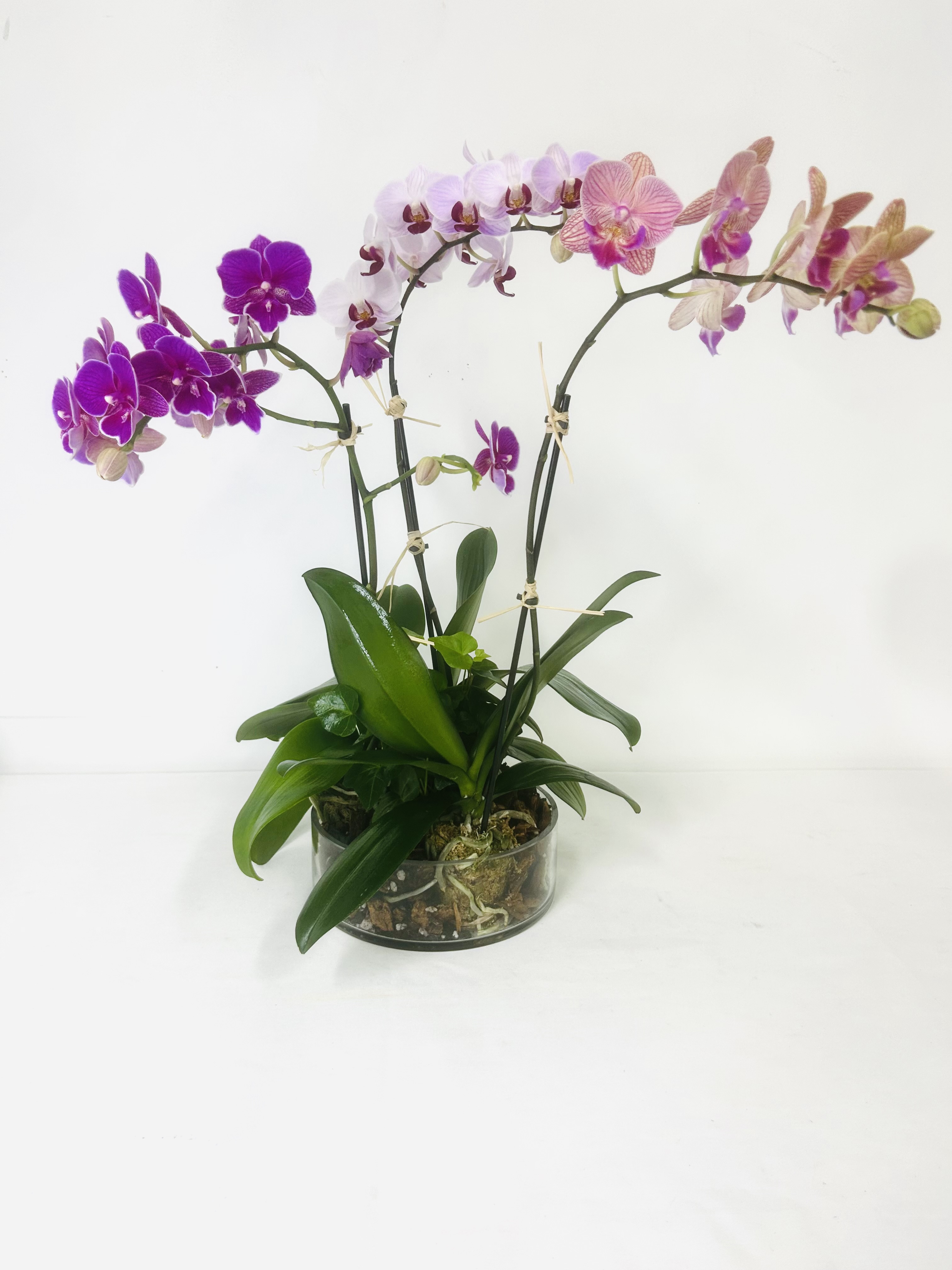 Send Triple Orchid Delight in Jacksonville, FL - Flowers of