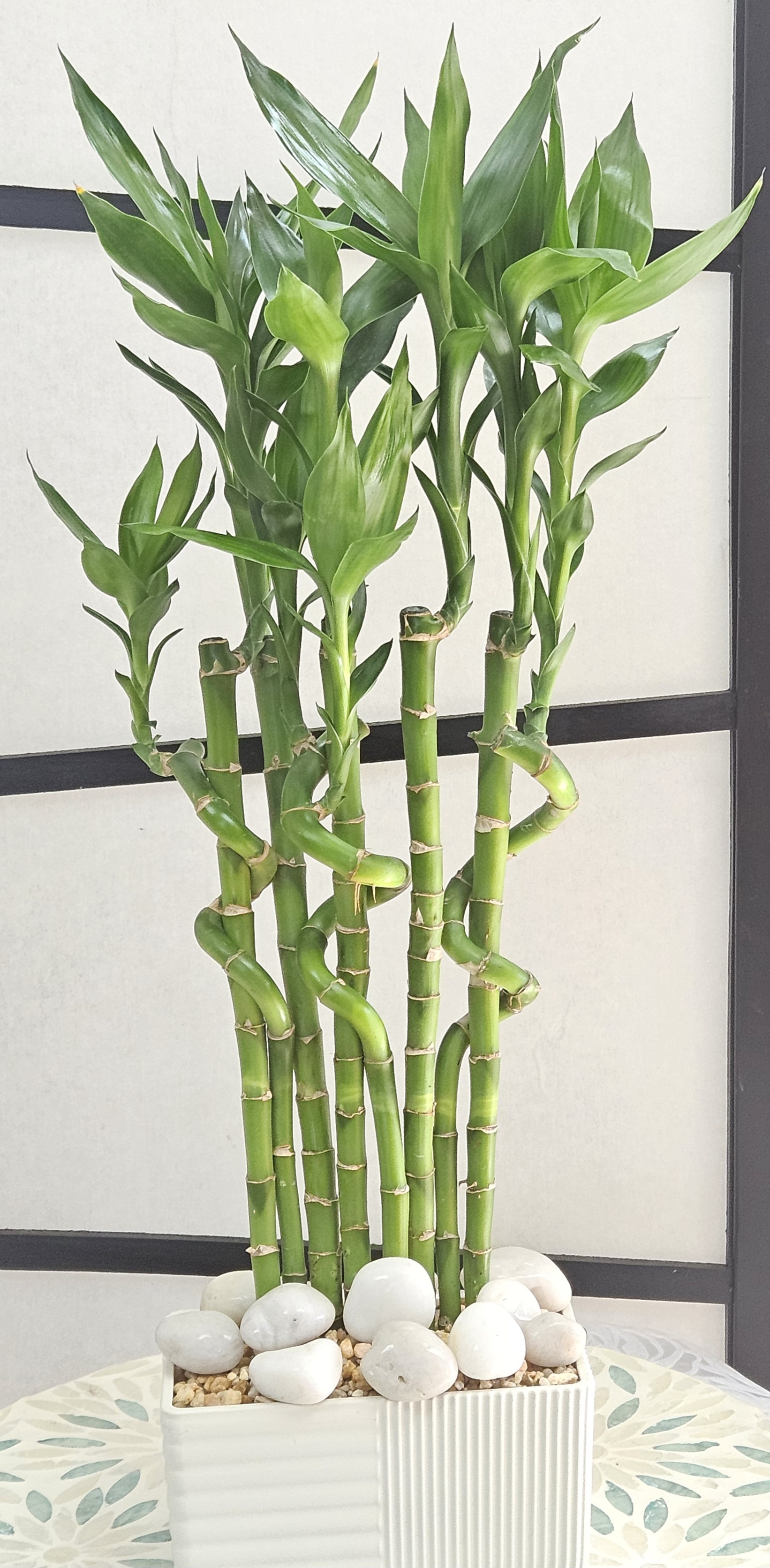 Send Tall Spiral Lucky Bamboo in Brickell, Miami, FL - Brickell Exclusive  Blooms