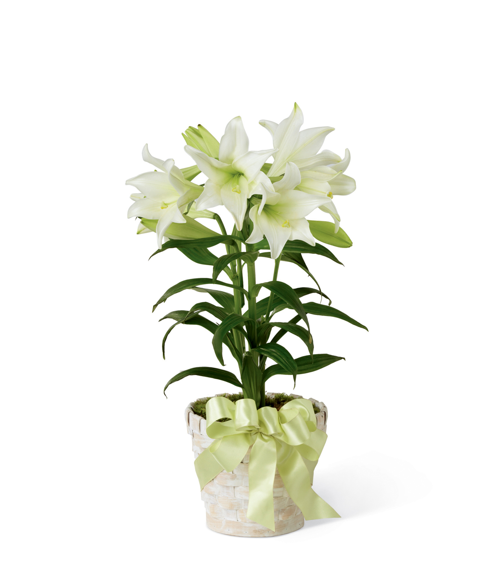 FTD® Easter Lily Plant - to MI Today!