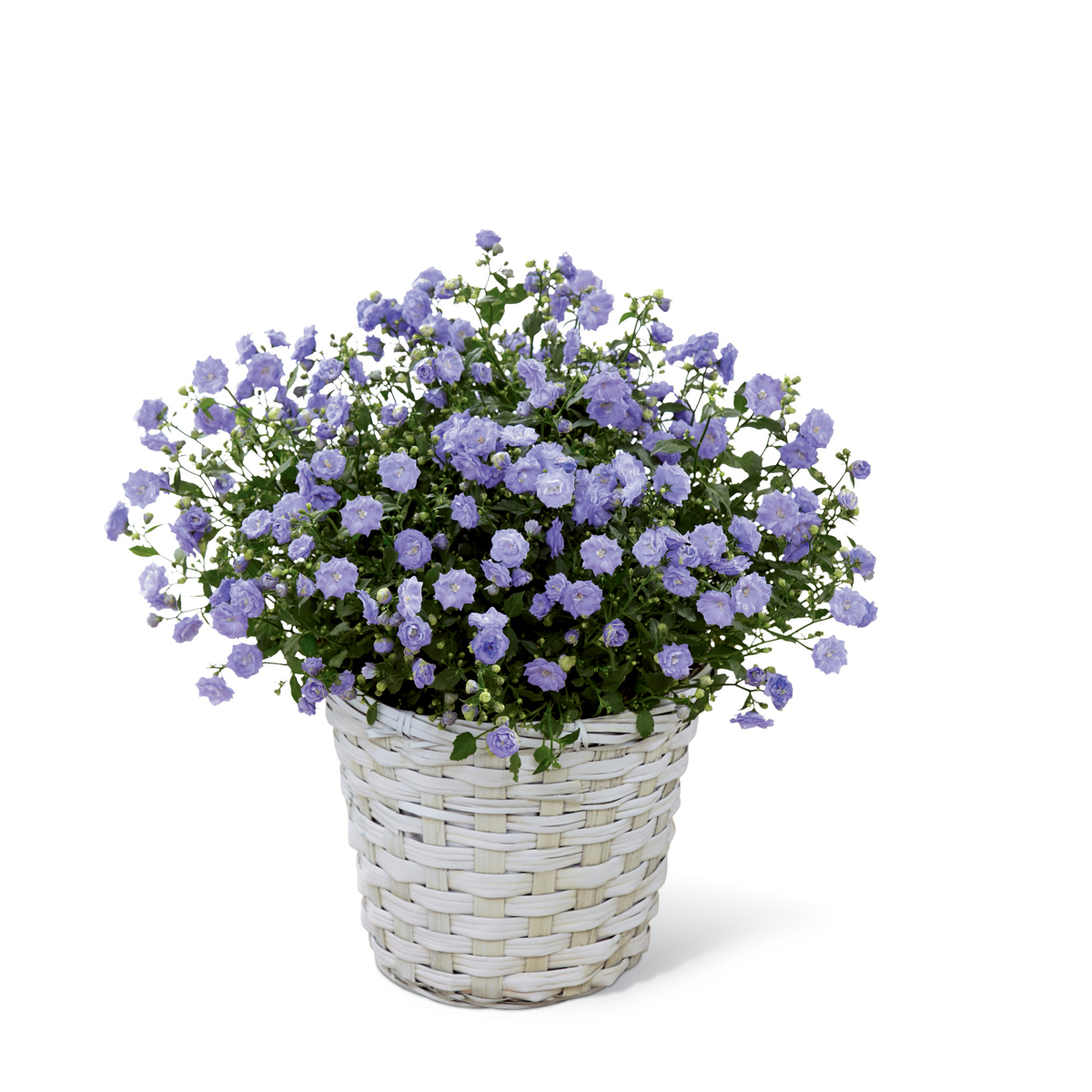 Send The FTD® Blue Hydrangea Planter in Belpre, Marietta, OH