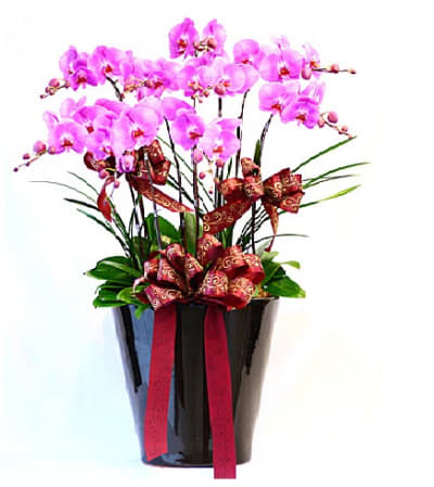 Phalaenopsis Pot