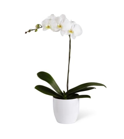 Orchid Plant