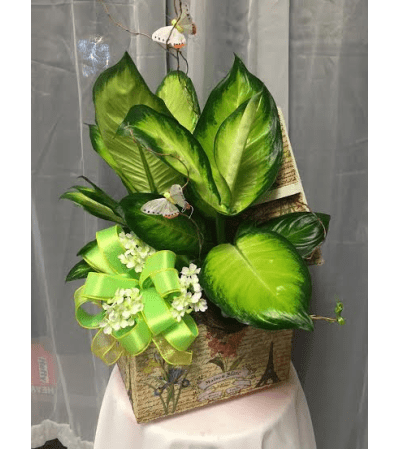 Ellington's Green Plant Memory Box