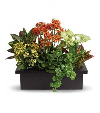 Stylish Plant Assortment