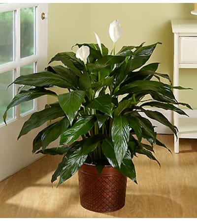 Spathiphyllum Floor Plant