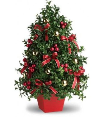 Boxwood Tree
