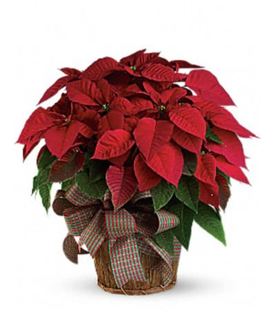 Large Red Poinsettia