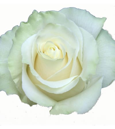 Dozen White Roses Long Stemmed