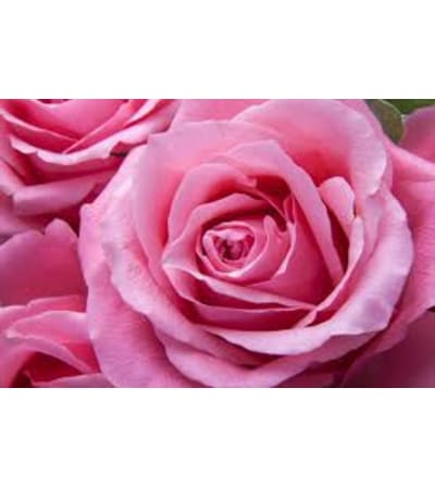 Dozen Pink Long Stemmed Roses