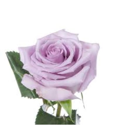 1 Dozen Lavender Long Stemmed roses in a vase