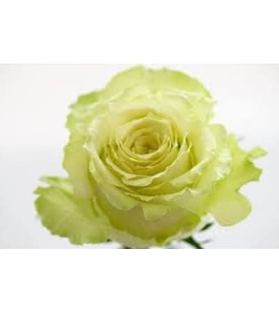 1 Dozen Green Lemonade Roses