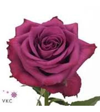 1 Dozen Blueberry Roses