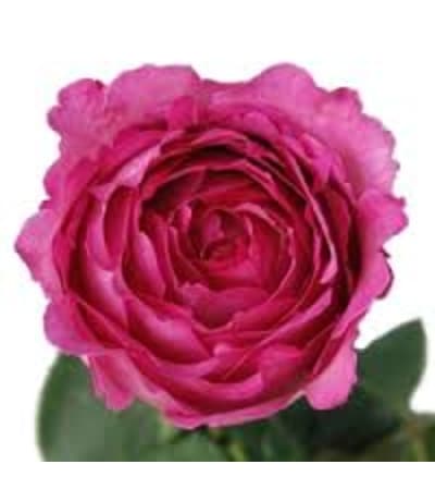 1 Dozen Gorgeous Hot pink David Austin garden roses