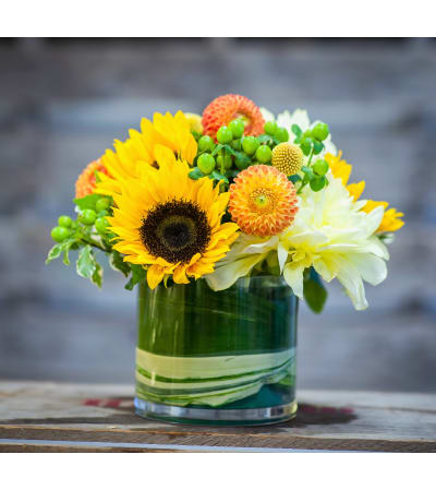 Dahlia Delight