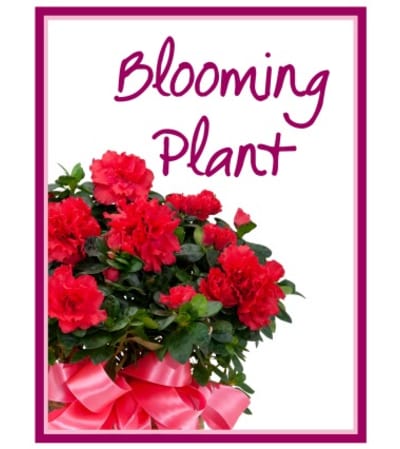 Blooming Plant from our Greenhouse