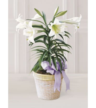 Single Stem Easter lily