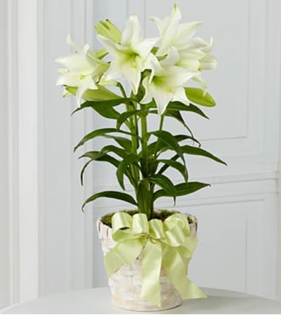 Double Stemmed Easter lily
