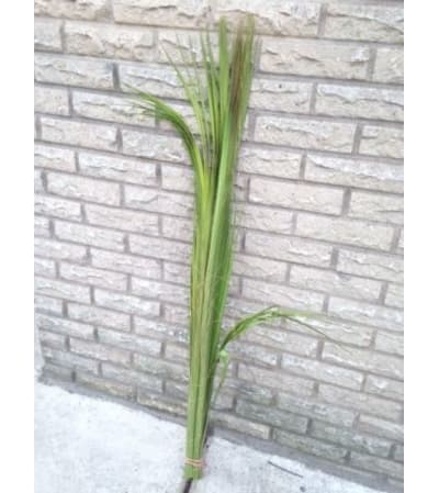 Palm Crown Bud for Palm Sunday
