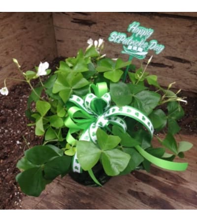 St. Patricks's Day Shamrock Plant