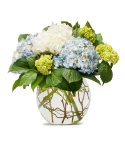 Simply Hydrangea