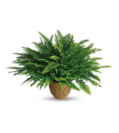 Boston Fern plant