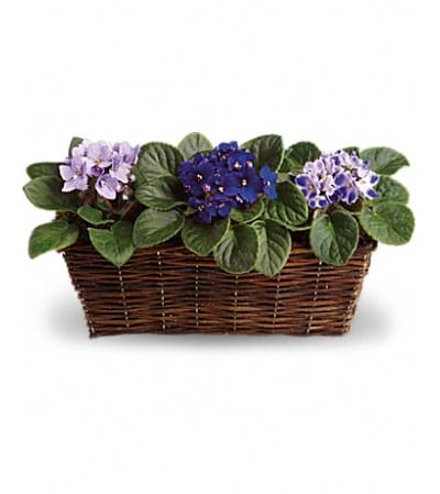 beautiful Violets