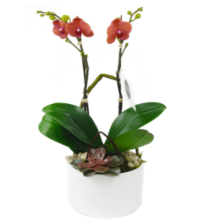 Mini Orange Orchid