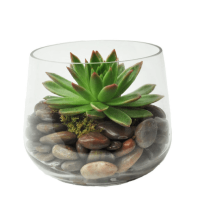 Modern Single Succulent