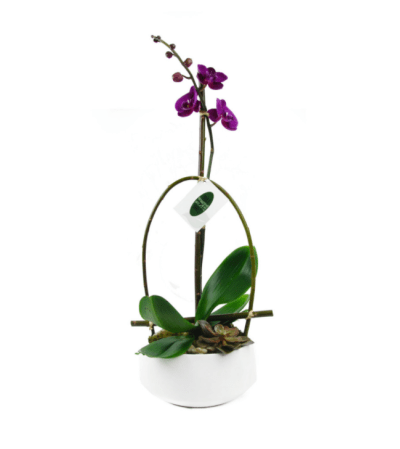 Purple Phalaenopsis Orchid