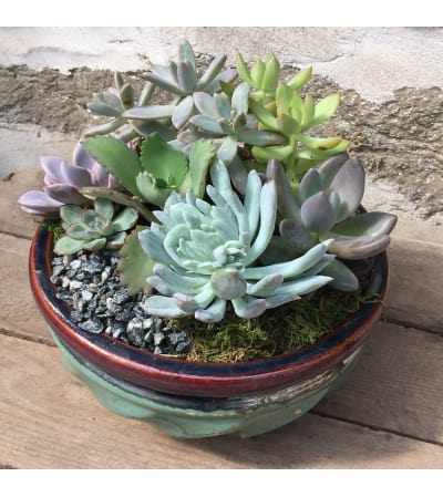 Succulent Garden