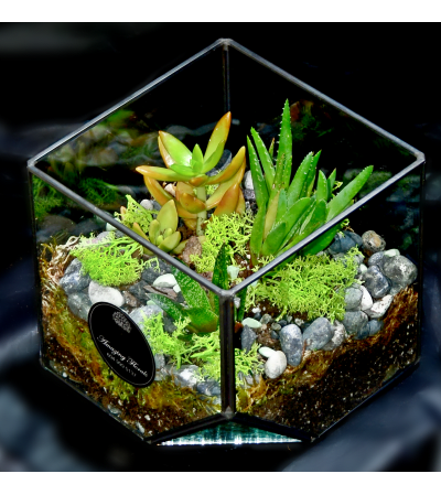 Succulent Garden