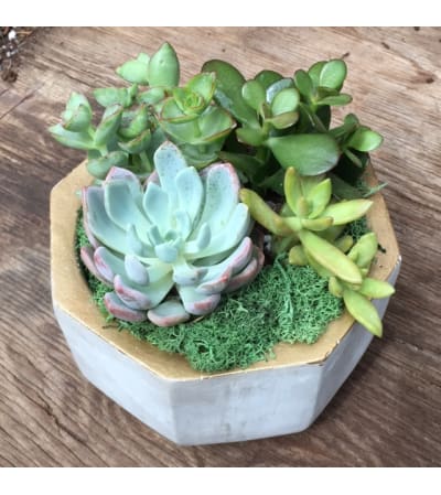 Succulent Garden - Medium