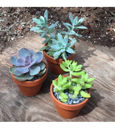 Trio of Succulents