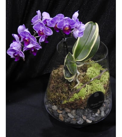 Pink Orchid Terrarium