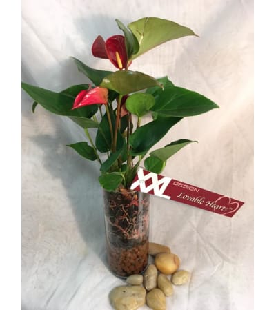 Anthurium In Glass Cylinder