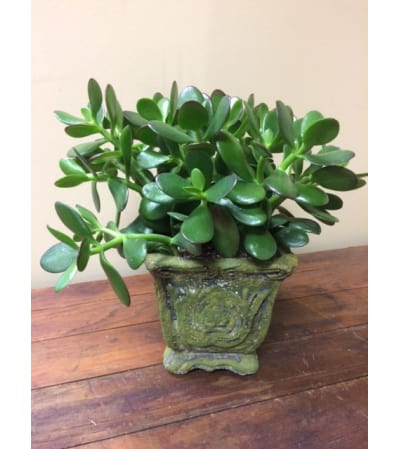 Green Jade Plant