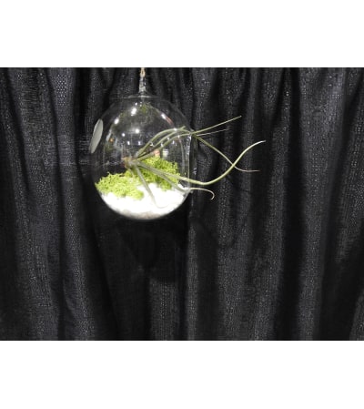 Air Plant terrarium