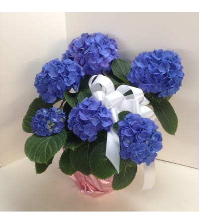 Hydrangea Plant