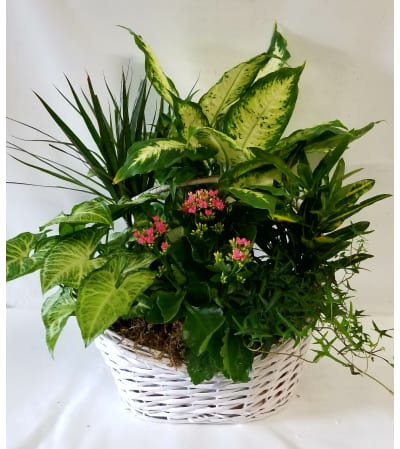 English Garden Planter #6
