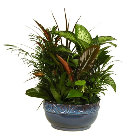 Dish Garden