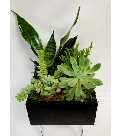 succulents #7