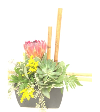 Protea Design
