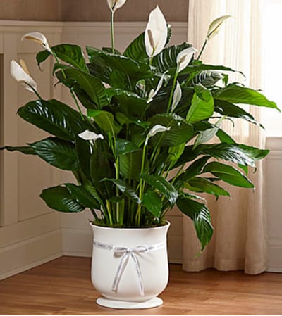 Large Peace Lily Comfort Planter