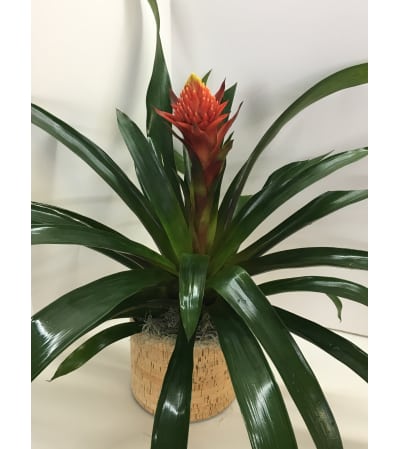 Tropical Bromeliad Plant