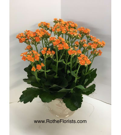 Kalanchoe Succulent Plant
