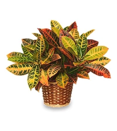 Croton Plant