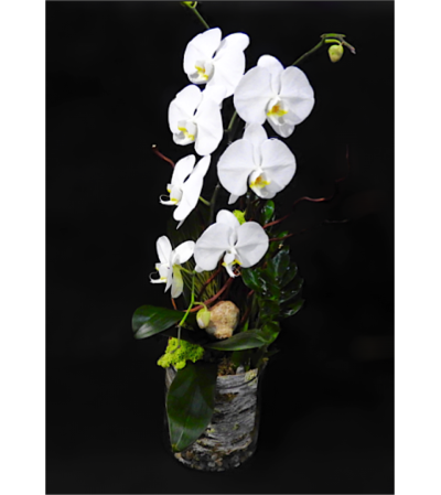 2 stem Orchid plant